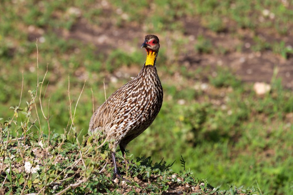 Safari im Tarangire-Nationalpark, Tansania