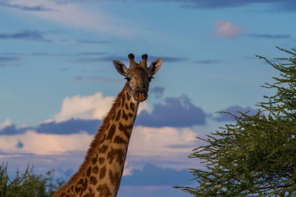 Giraffe im Abendlicht im Tarangire-Nationalpark des Tarangire-Nationalparks