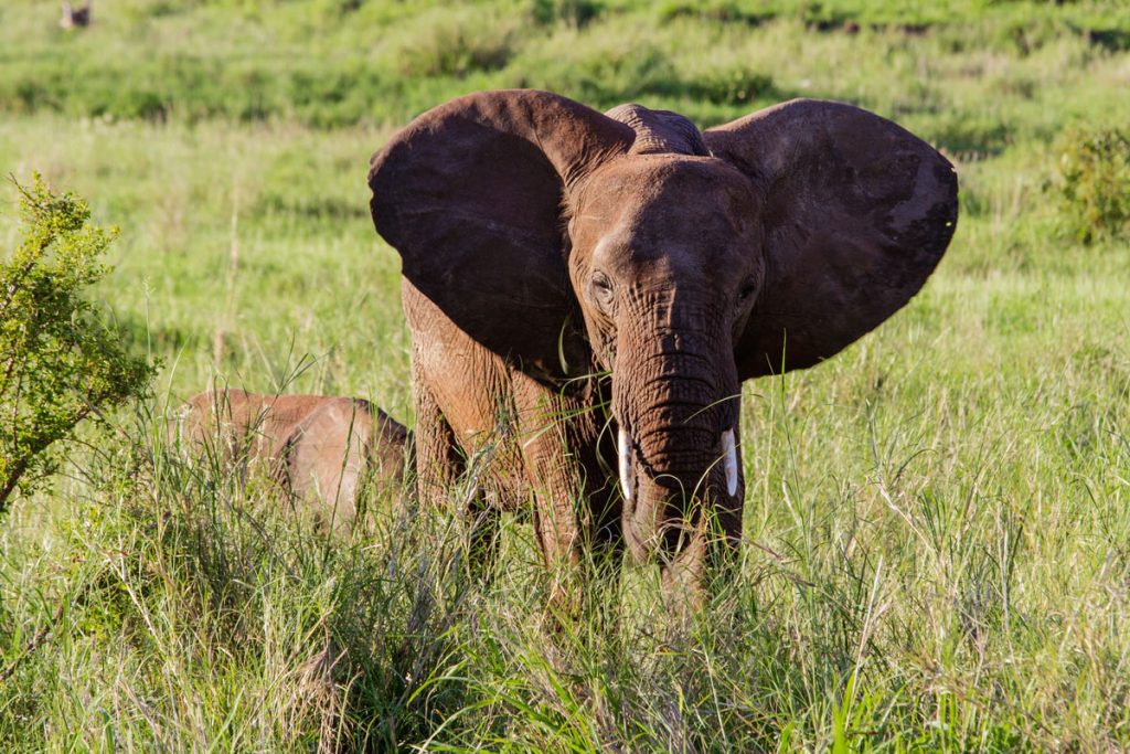 Elefantenfamilie im Tarangire-Nationalpark, Tansania