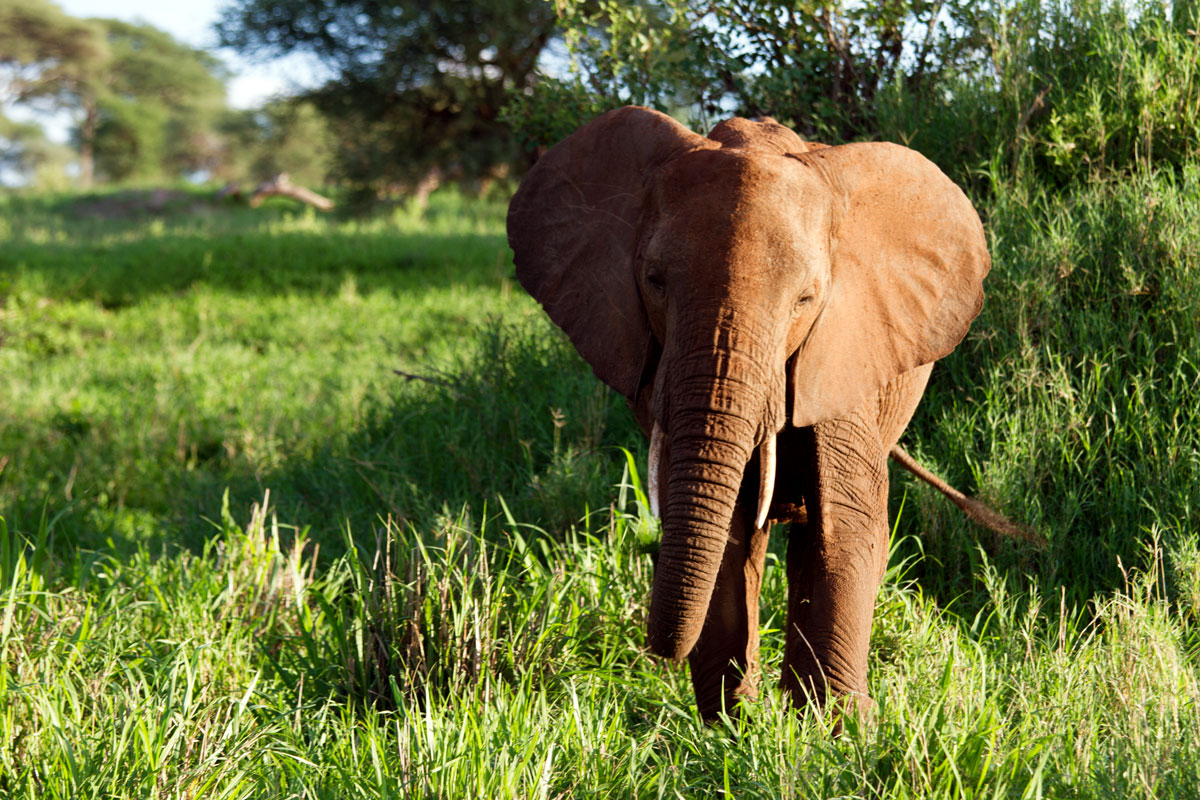 Elefant im Abendlicht des Tarangire-Nationalparks, Tansania