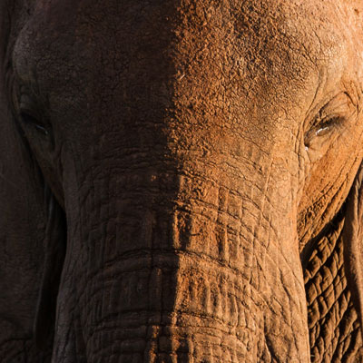 Elefant im Abendlicht des Tarangire-Nationalparks, Tansania