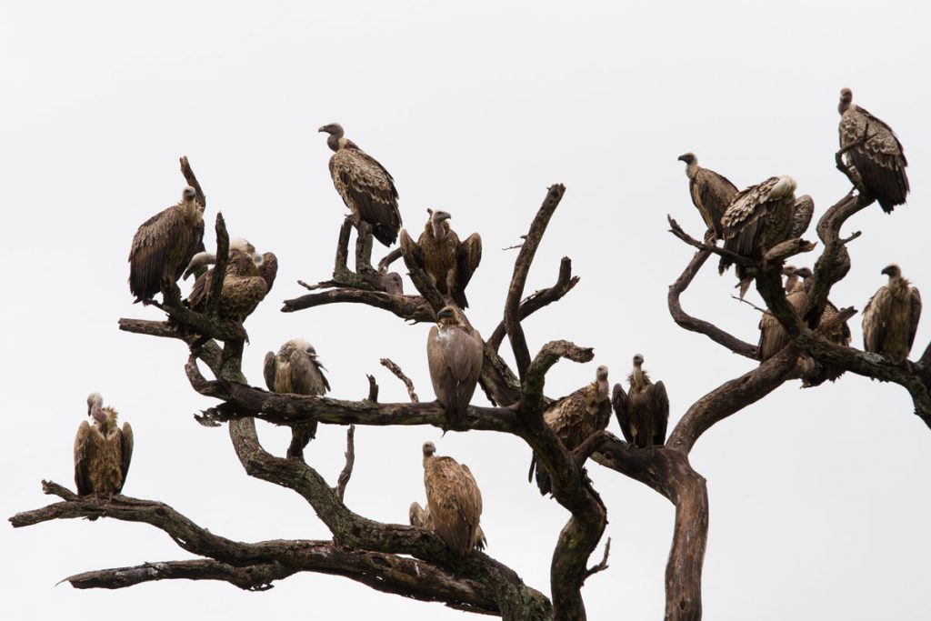 Geier im Tarangire-Nationalpark, Tansania