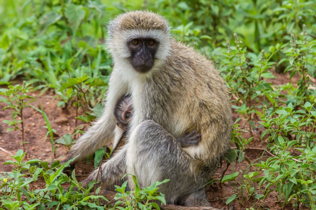 Meerkatze im Tarangire-Nationalpark, Tansania