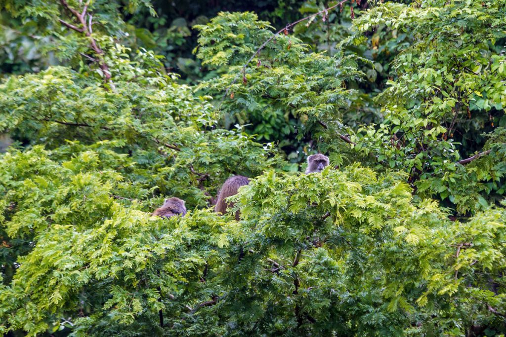 Sichtung von Affen während der Buschwanderung im National Artificial Insemination Centre (NAIC), Usa River, Tansania