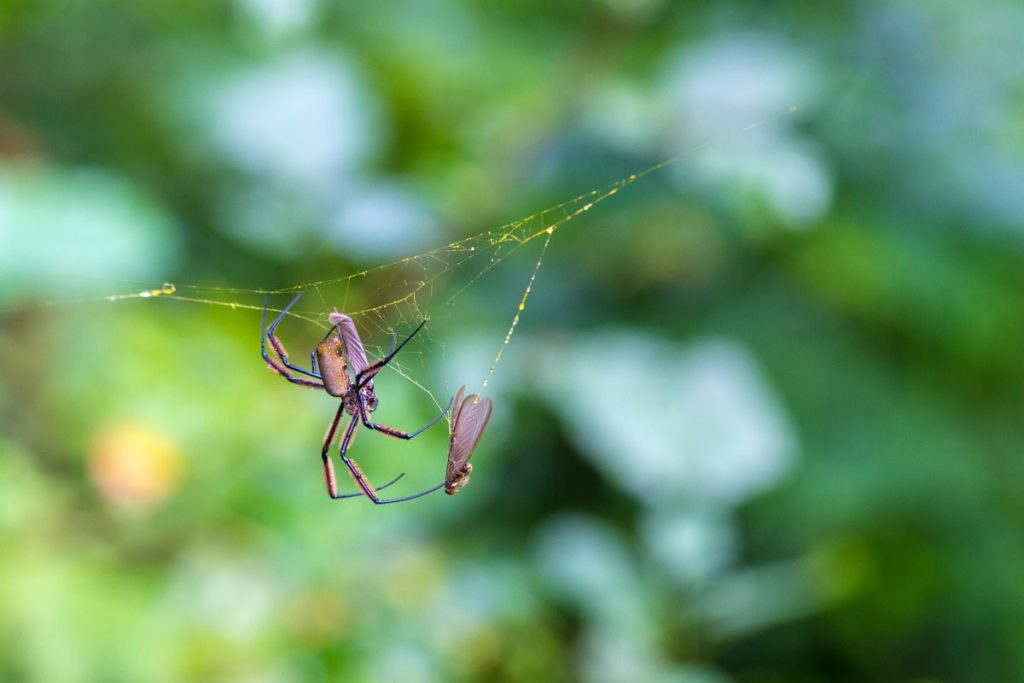 Spinne im National Artificial Insemination Centre (NAIC), Usa River, Tansania