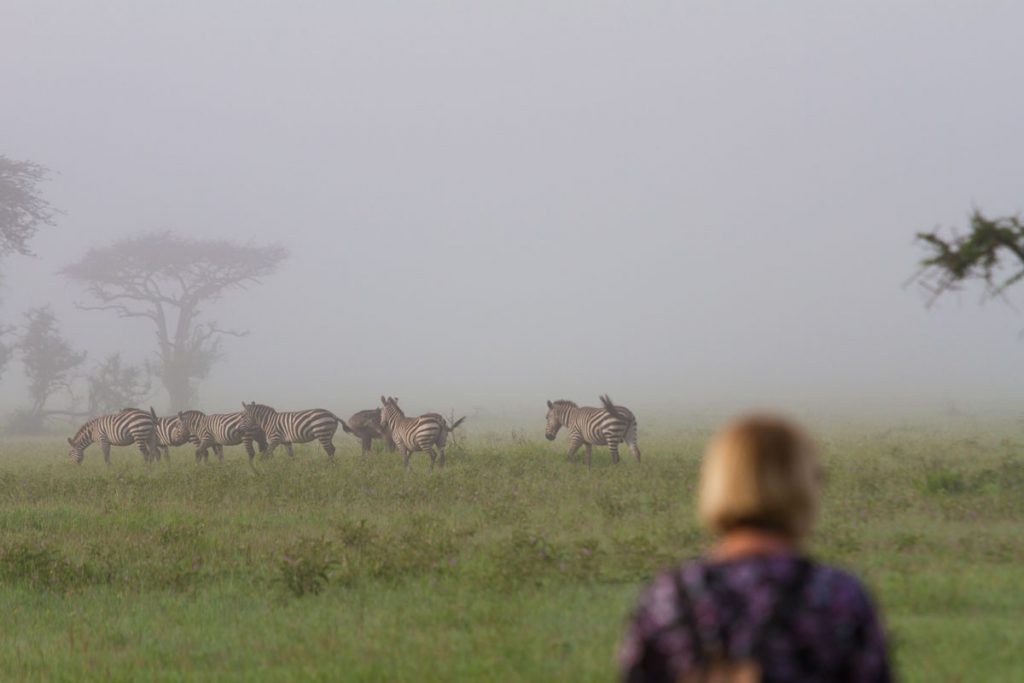 Zebras sind während der Fußsafari im Grumeti WMA im Norden Tansanias gut zu beobachten