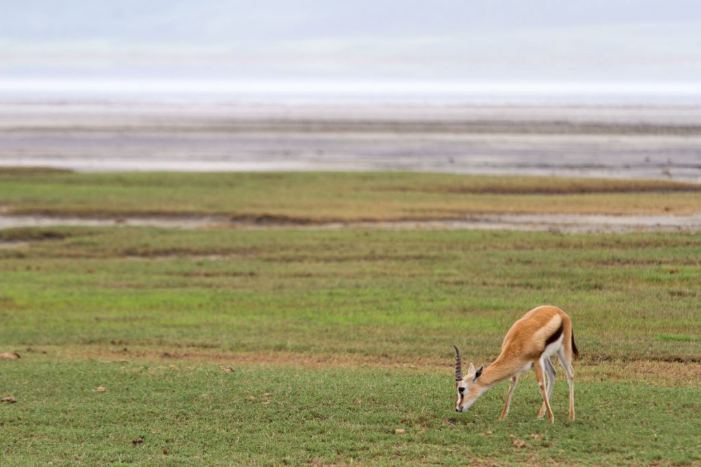 Gazelle im Ngorongoro-Krater, Tansania