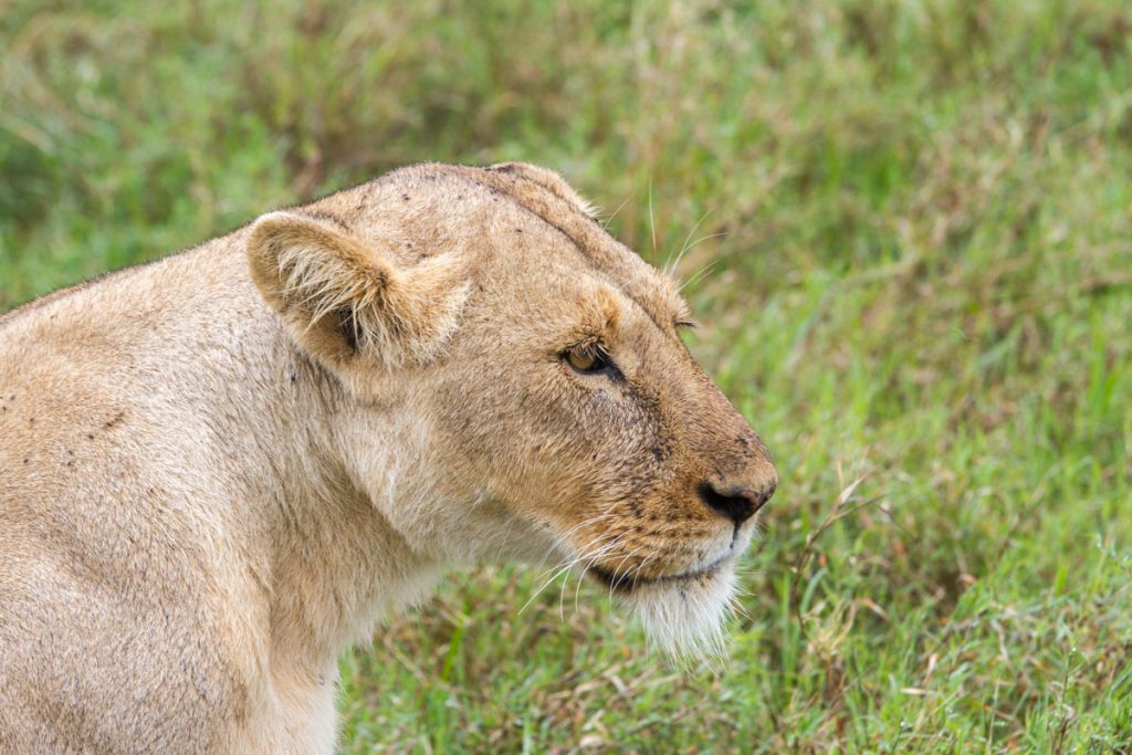Eine Löwin im Ngorongoro-Krater, Tansania