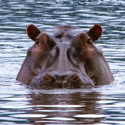 Hippo im Ngorongoro-Krater, Tansania