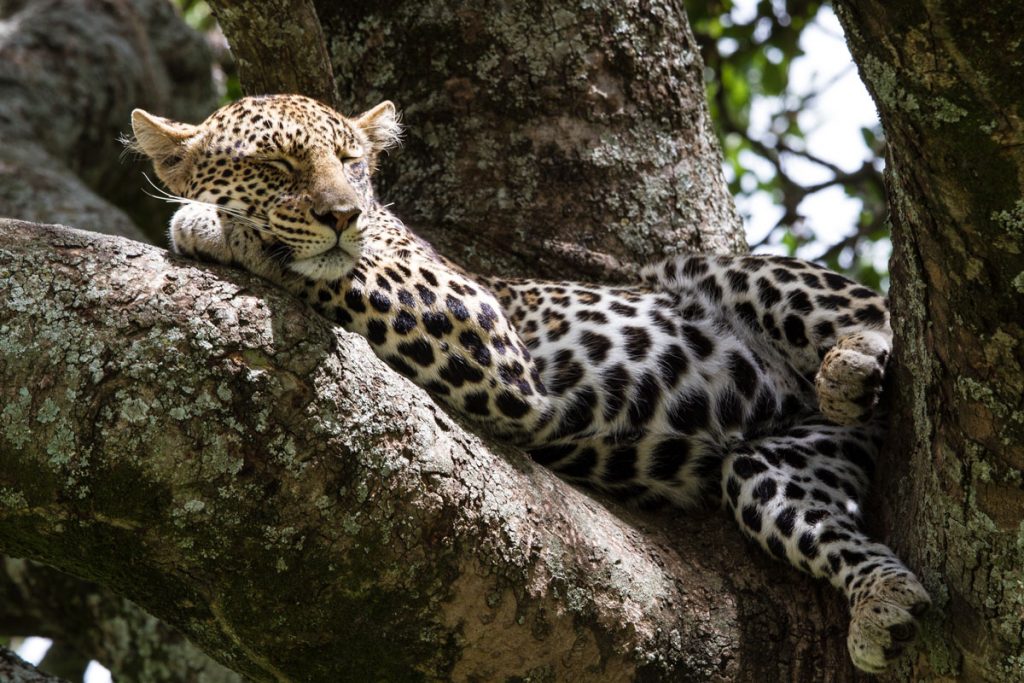 Ein Leopard ruht nach der Jagd im Serengeti-Nationalpark, Tansania