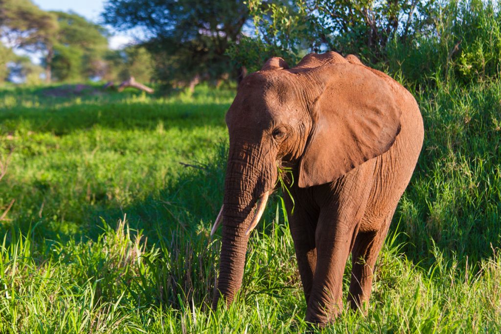 Elefant im Abendlicht des Tarangire-Nationalparks, Tansania