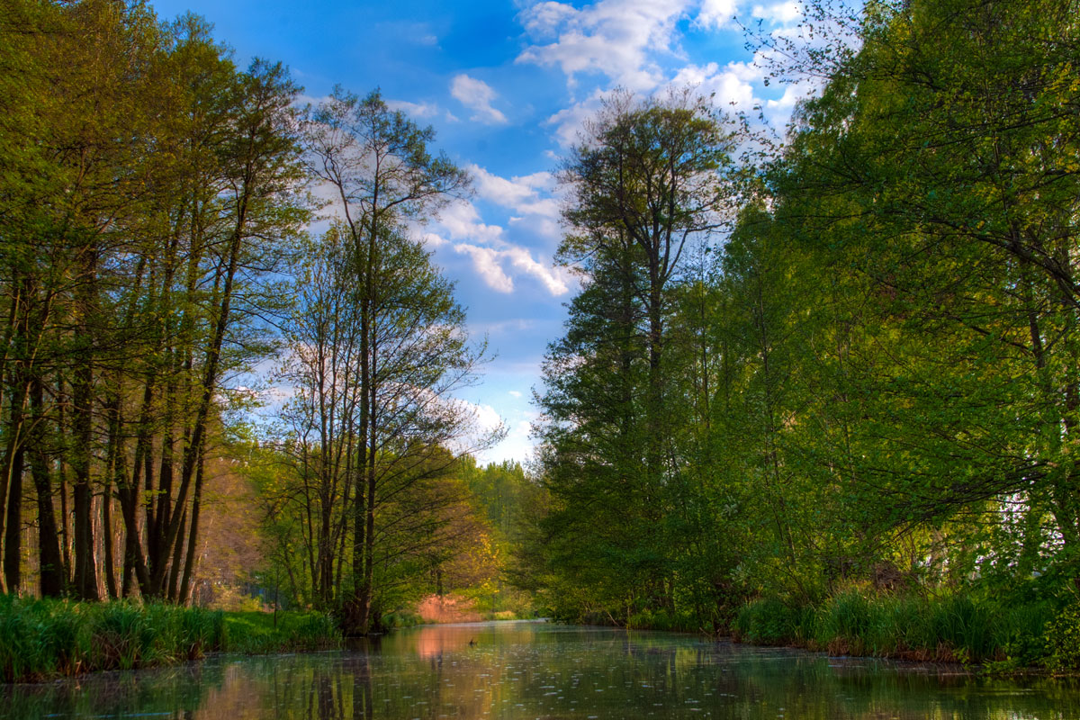 Fließ bei Raddusch im Spreewald