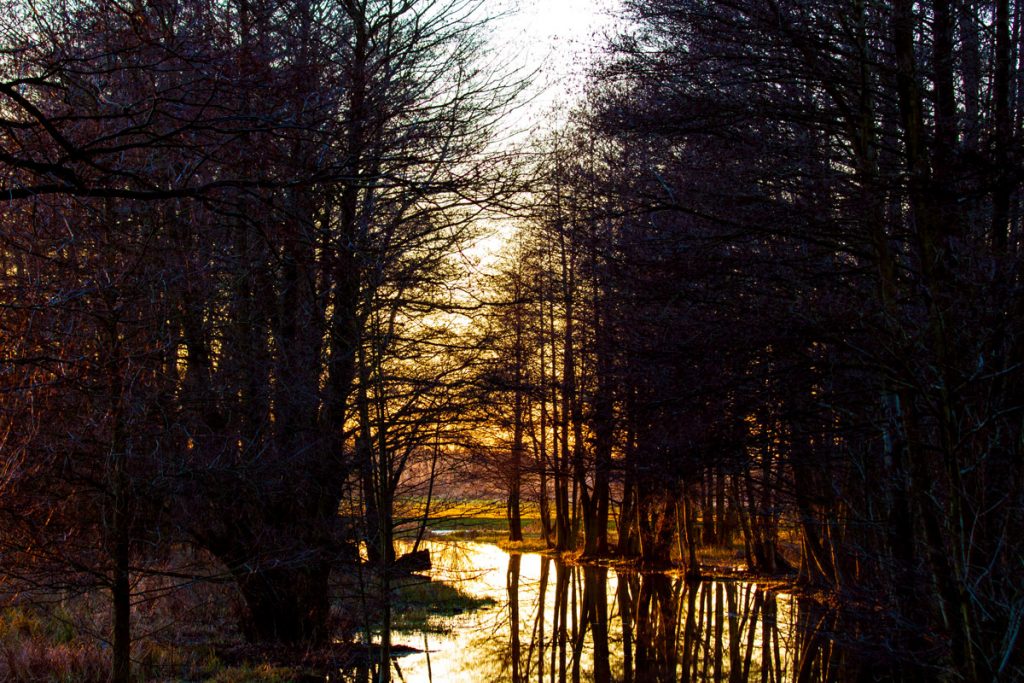 Spreewald nahe Lübbenau