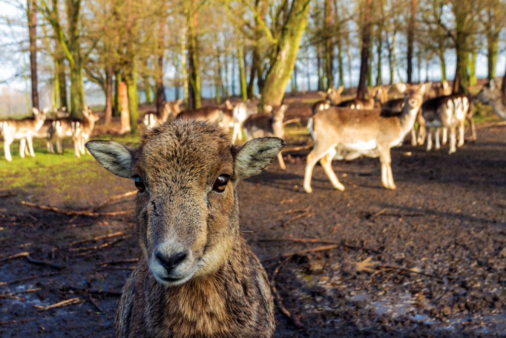 Wildgehege beim Hotel Zur Wildtränke