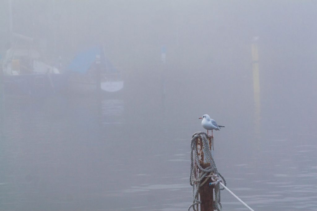 Morgennebel an der Zugbrücke von Greifswald-Wieck