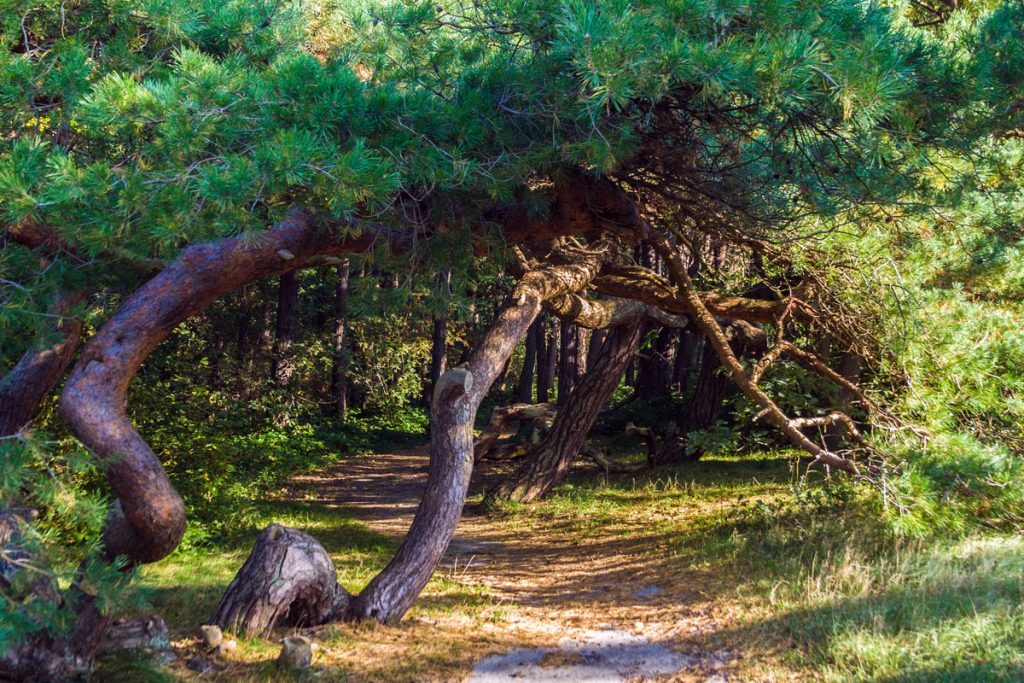 Küstenlandschaft in Dierhagen-Strand