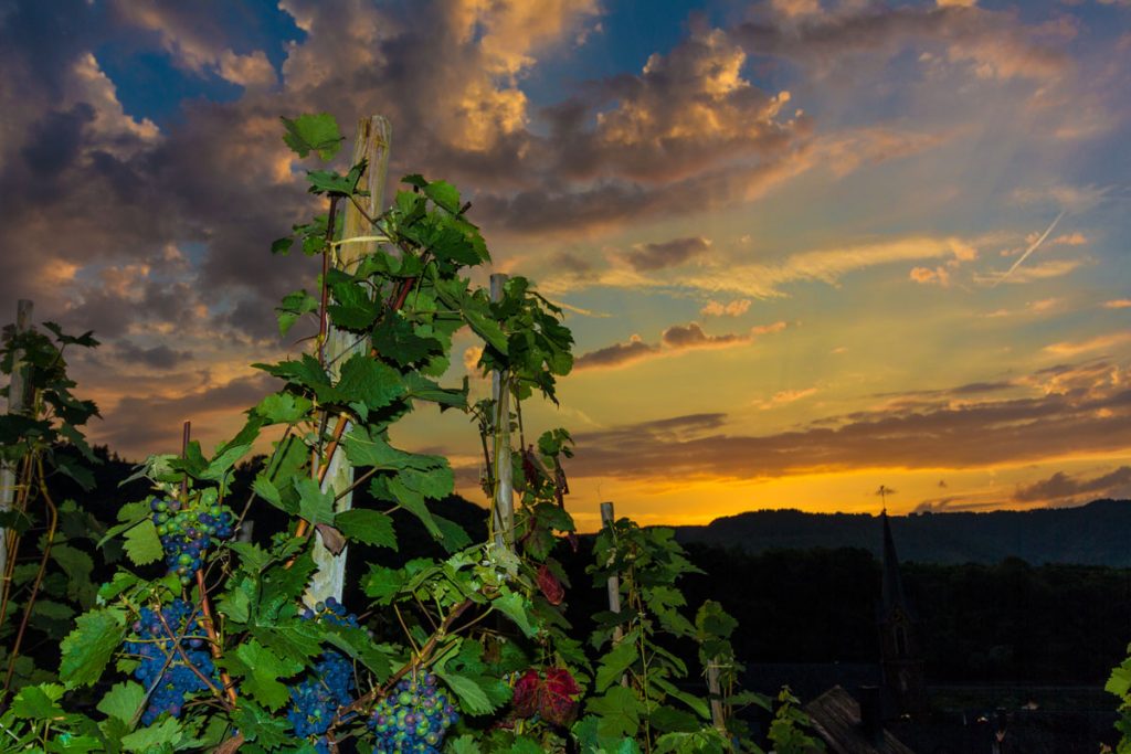 Die Romantik der Weinberge bei Neef