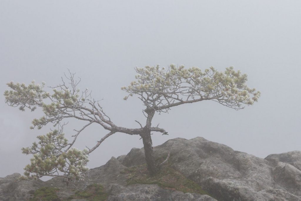 Die Sächsische Schweiz im winterlichen Nebel