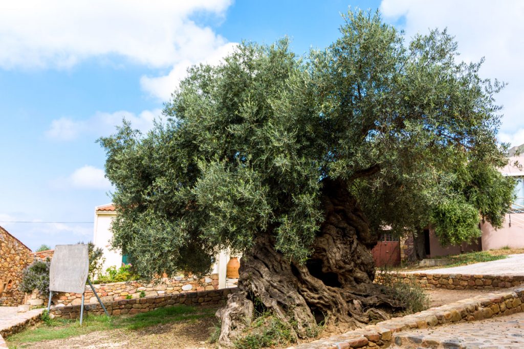 Der Olivenbaum in Ano Vouves