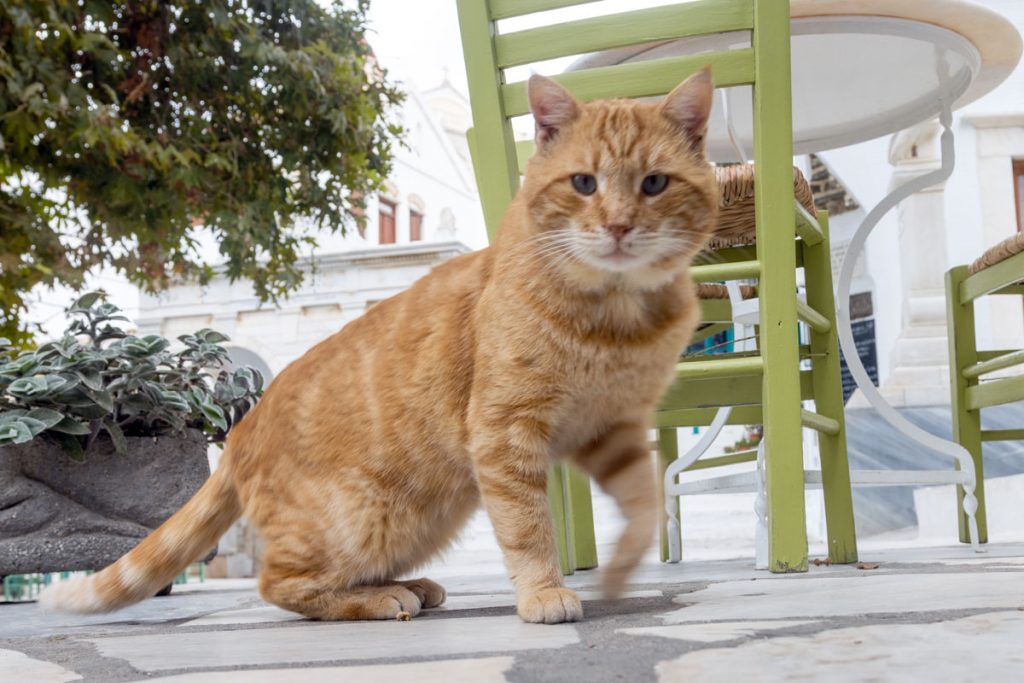 Katze im Marmor-Bergdorf Pirgos auf der griechischen Kykladeninsel Tinos