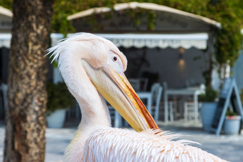 Der einsame Pelikan auf dem Marktplatz ist ein Wahrzeichen der griechischen Kykladeninsel Tinos