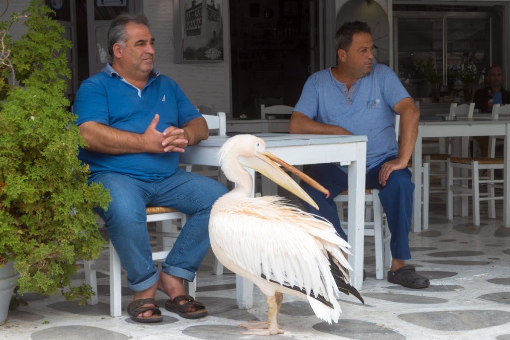Der einsame Pelikan auf dem Marktplatz ist ein Wahrzeichen der griechischen Kykladeninsel Tinos
