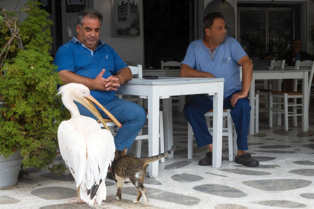Der einsame Pelikan auf dem Marktplatz ist ein Wahrzeichen der griechischen Kykladeninsel Tinos