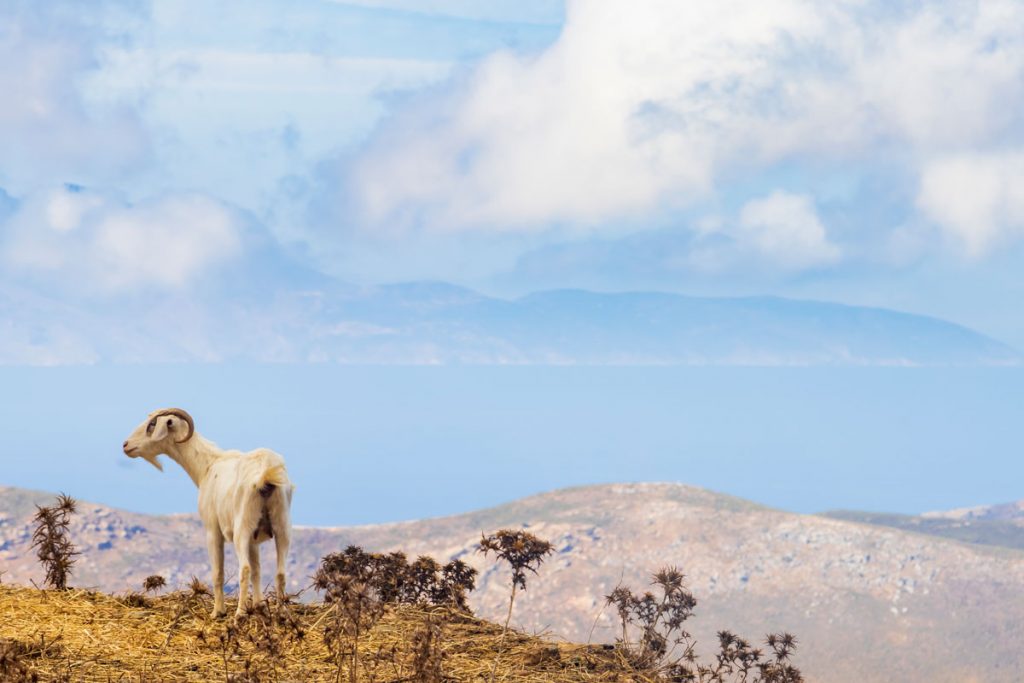 Freistehende Ziege im Bergland der griechischen Kykladeninsel Andros mit der Insel Euböa im Hintergrund