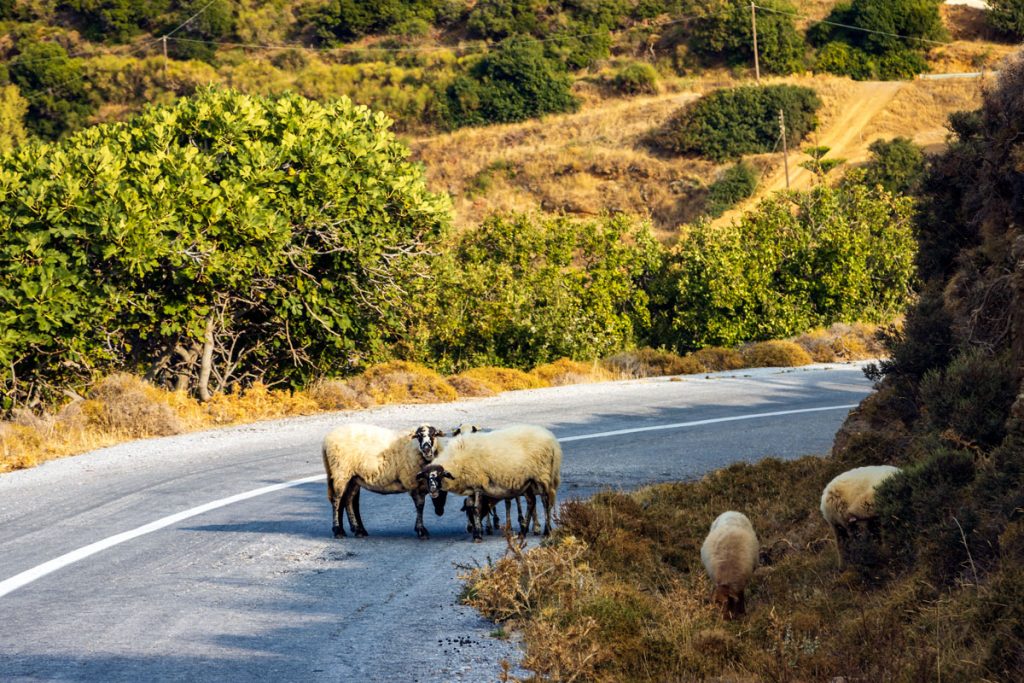 Schafe stehen auf einer Bergstraße im Hochland der griechischen Kykladen-Insel Andros