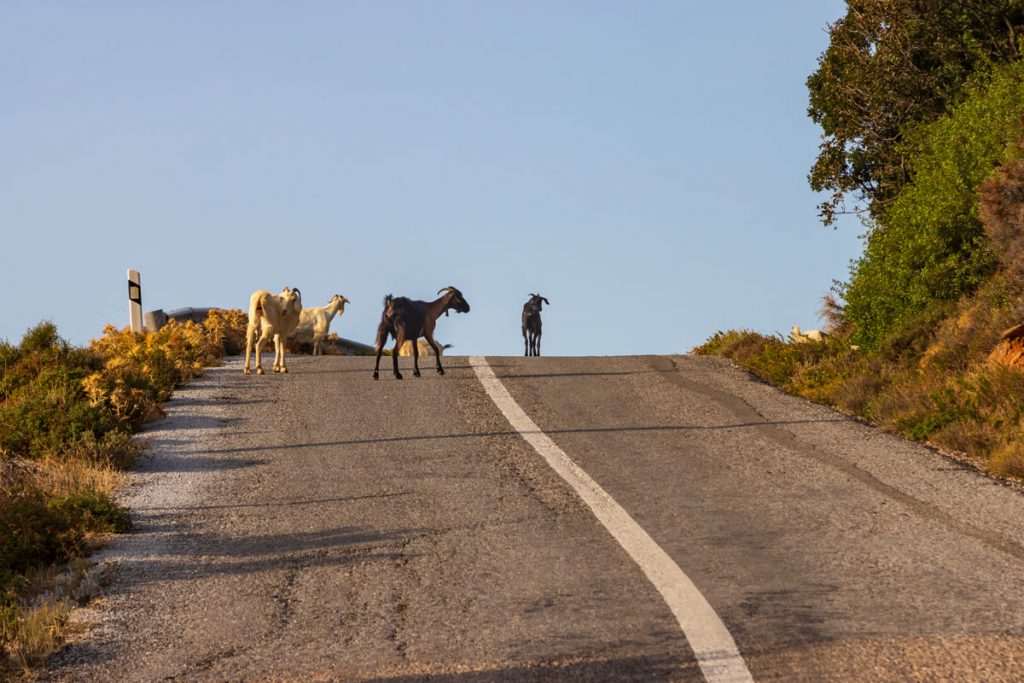 Ziegen auf der Bergstraße im Hochland der griechischen Kykladen-Insel Andros